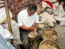 Zerteilung der Knochenstücke