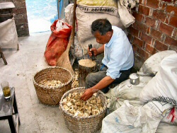 Auswahl der Knochenstücke